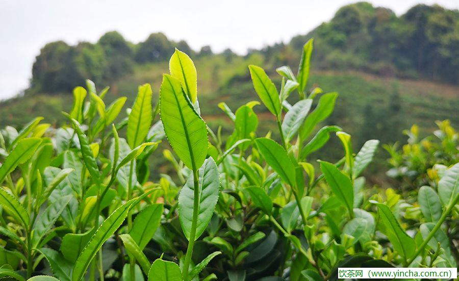 飲茶網(wǎng)