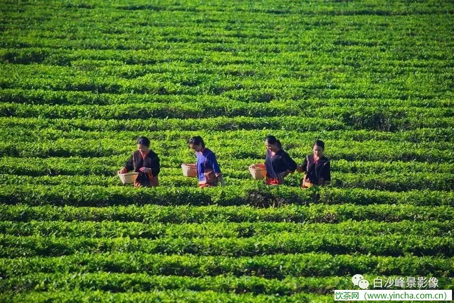 飲茶