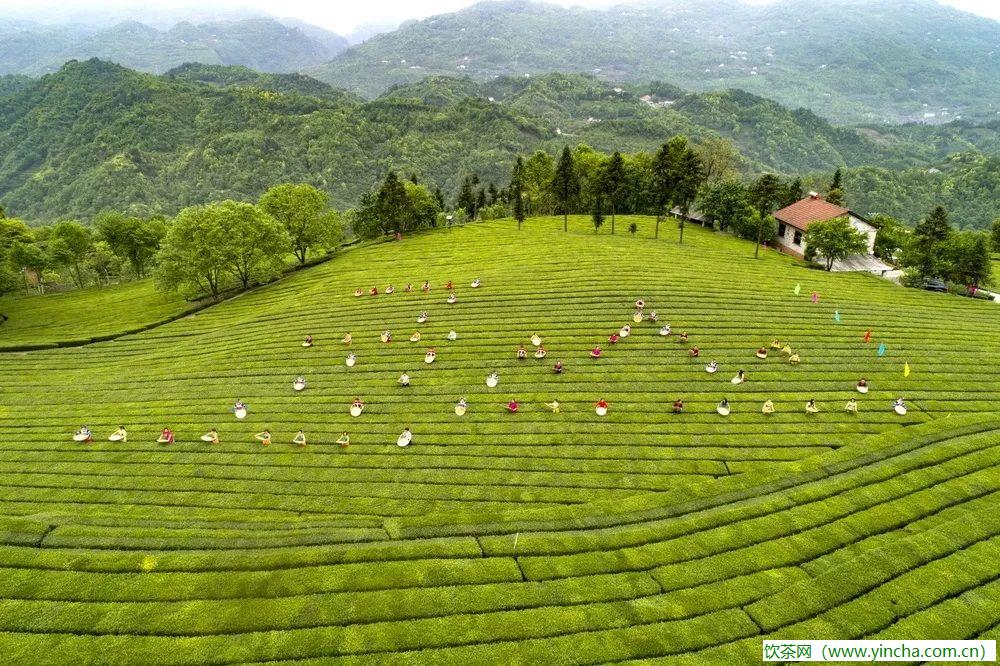 飲茶網(wǎng)