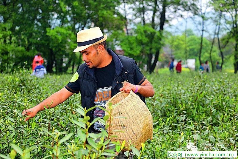 飲茶網