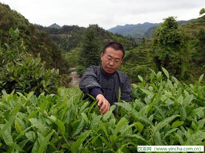 飲茶網(wǎng)