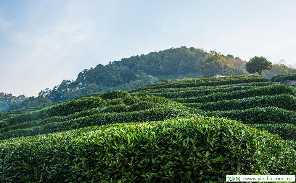 飲茶