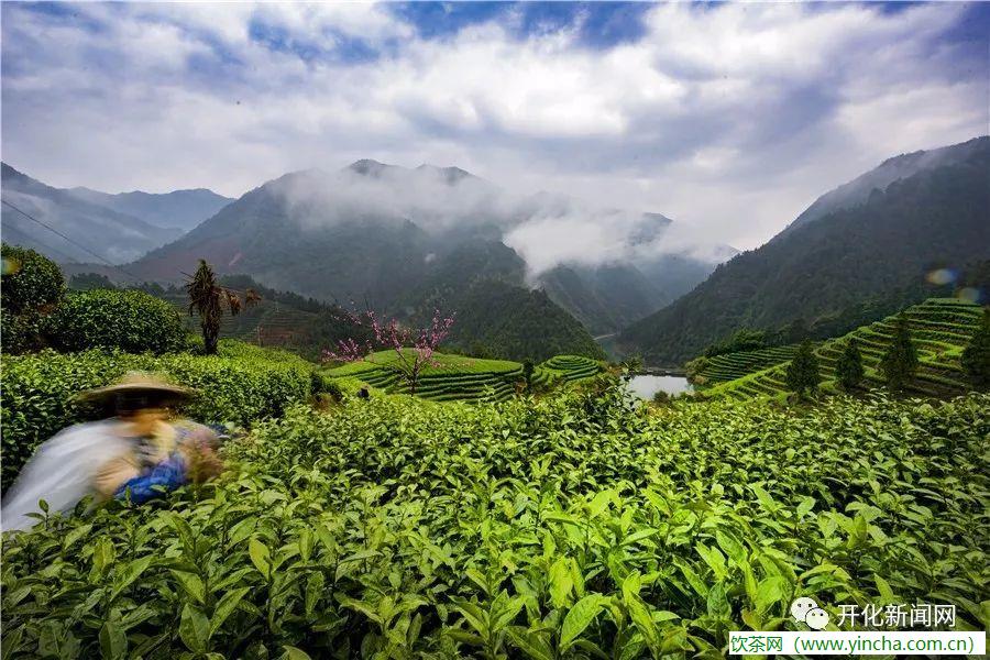 飲茶網(wǎng)