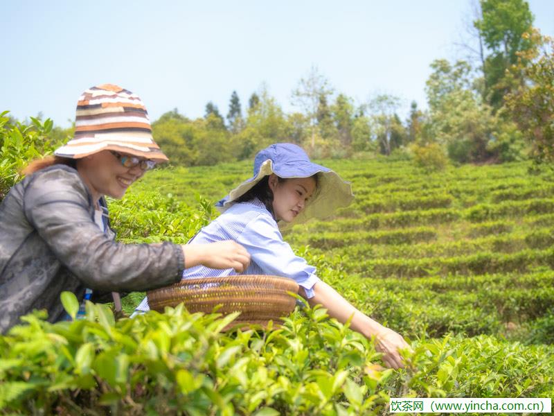 飲茶網(wǎng)