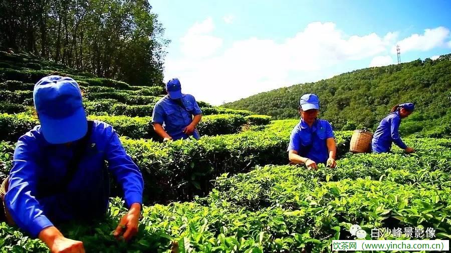 飲茶