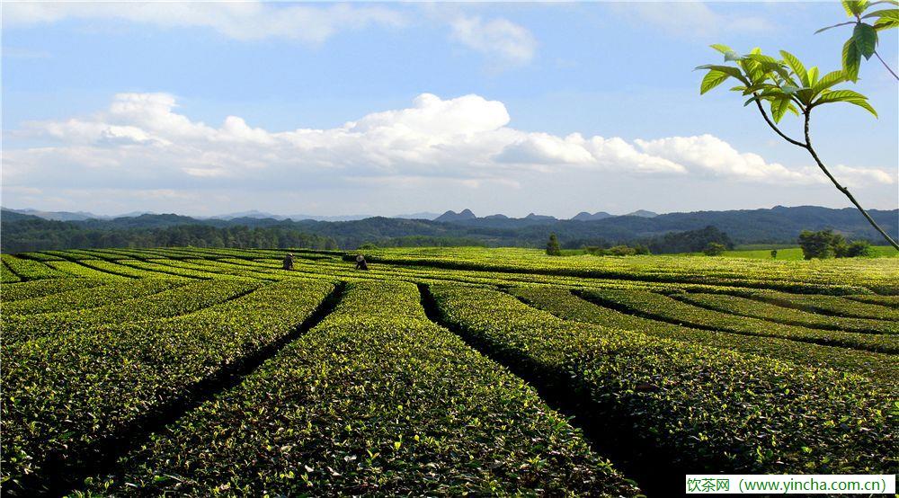 飲茶