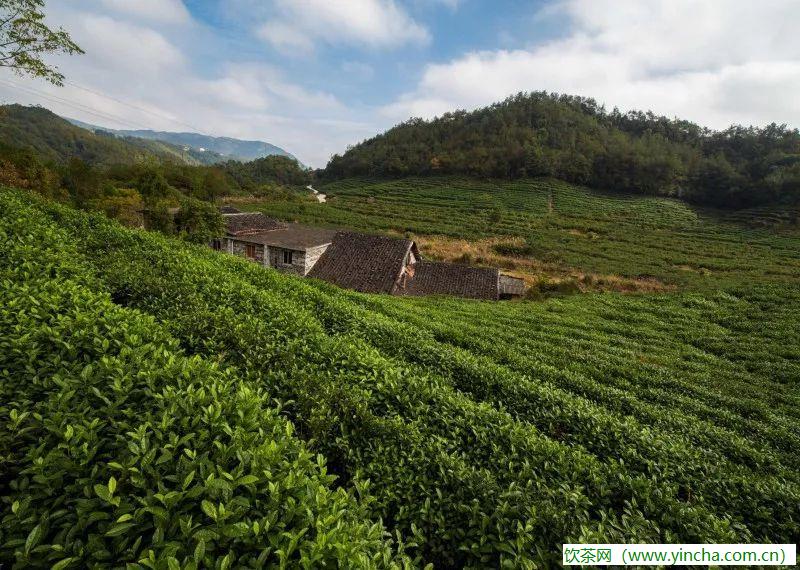 飲茶網(wǎng)