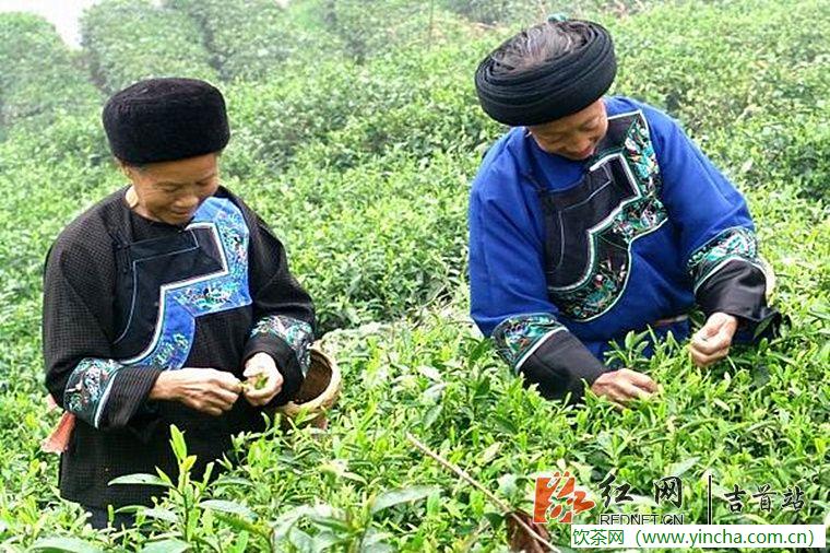 飲茶網(wǎng)