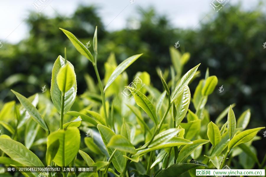 飲茶