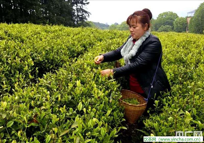 飲茶