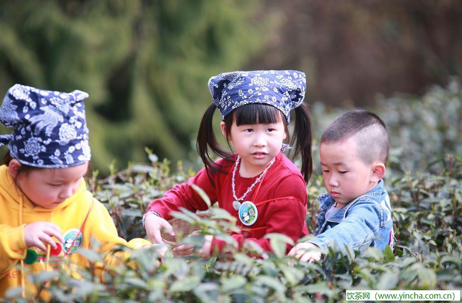 飲茶網(wǎng)