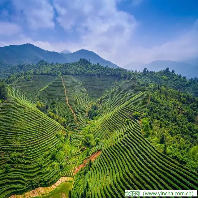 飲茶網