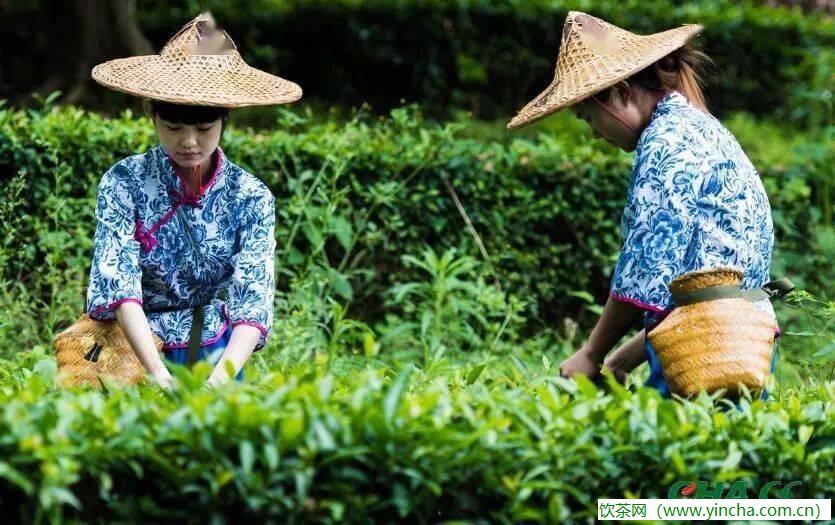 飲茶網(wǎng)