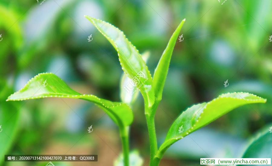 飲茶網(wǎng)