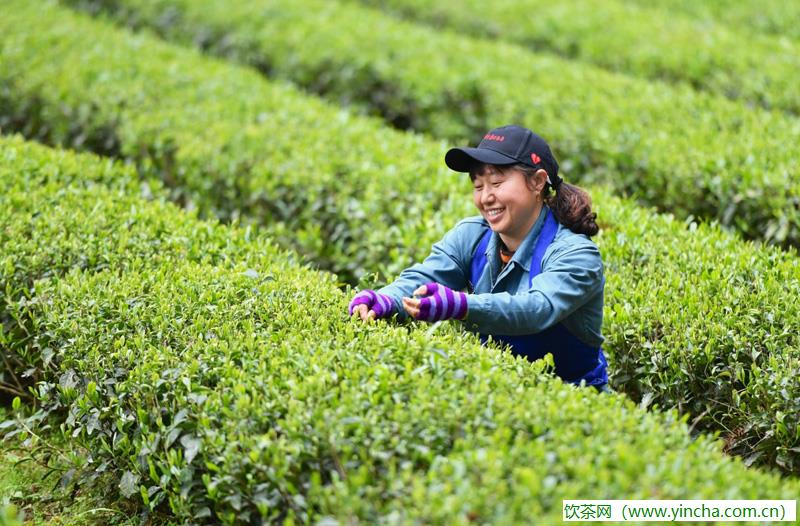 飲茶網(wǎng)