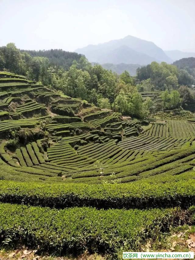 飲茶網