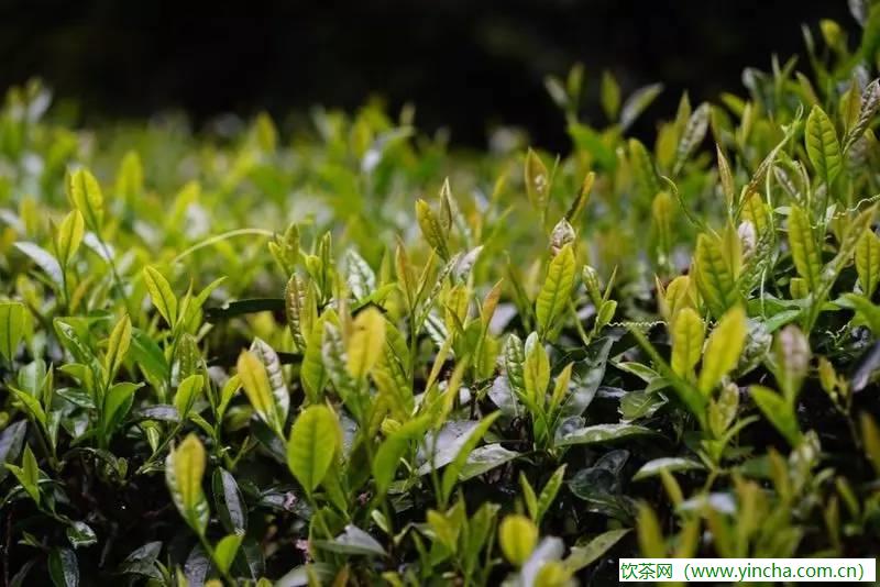 飲茶網(wǎng)