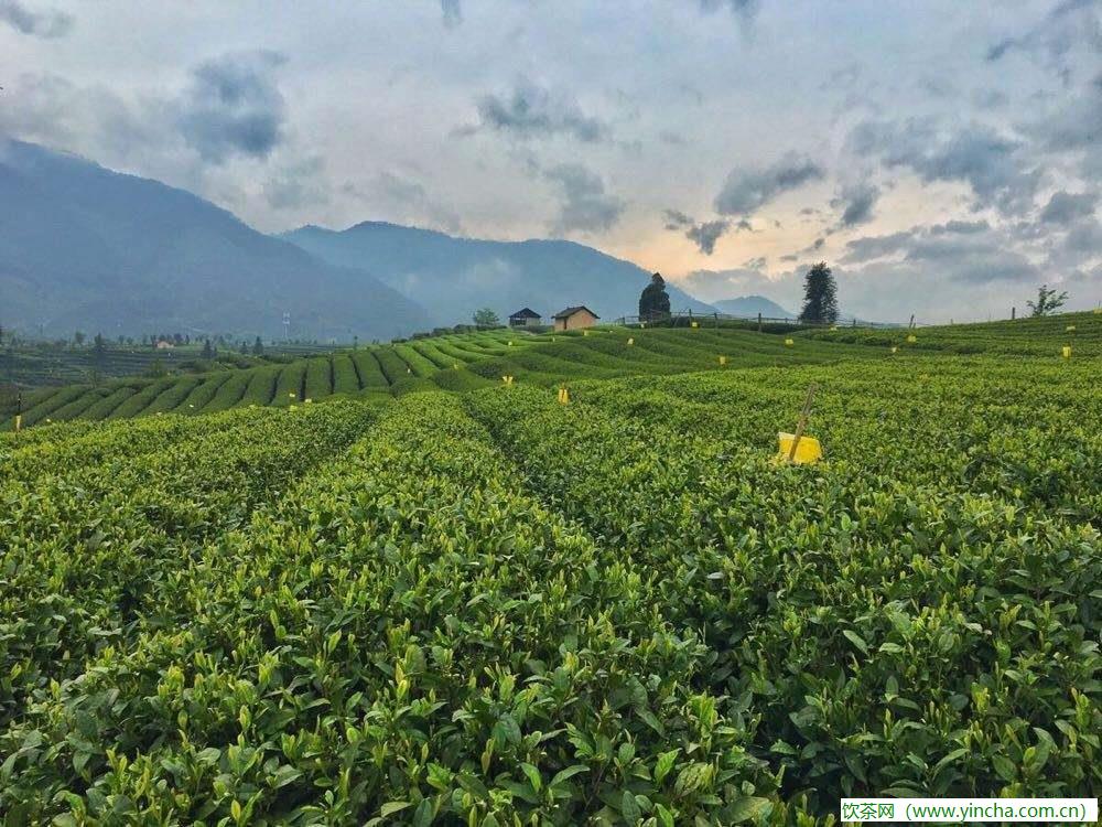 飲茶網(wǎng)