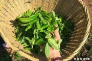 熟普洱茶茶顏色