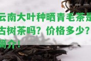 云南大葉種曬青毛茶是古樹茶嗎？價格多少？簡介！