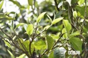 為什么普洱茶顏色重？為什么普洱茶是黑色的