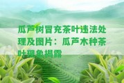 瓜蘆樹冒充茶葉違法解決及圖片：瓜蘆木種茶葉現(xiàn)象揭露