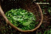 小黑箐普洱茶特點、價格及古樹產地——云南小黑山普洱茶