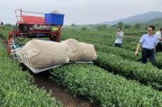 建設云南民族茶文化大觀園傳承云南茶文化，立頓茶