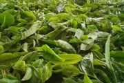 沈陽(yáng)熟普洱茶加盟費(fèi)多少？沈陽(yáng)熟食店加盟排行榜推薦10大品牌！