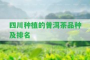 四川種植的普洱茶品種及排名