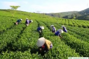 李桐《將飲茶之三》，玉米須茶