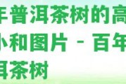 百年普洱茶樹的高度、大小和圖片 - 百年普洱茶樹