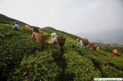 紀念孔子誕辰2560周年 安溪鐵觀音茶道謝，洋甘菊花水