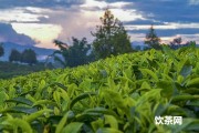 廬山云霧綠茶的功效  廬山云霧茶是綠茶嗎?