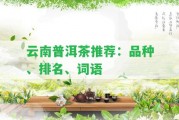 云南普洱茶推薦：品種、排名、詞語