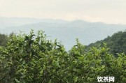 普洱懂過(guò)茶的味道