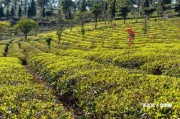 巖茶跟普洱茶有不存在可比性？比較巖茶和普洱茶的優(yōu)缺點(diǎn)，哪個(gè)更受歡迎？誰是茶葉之王？