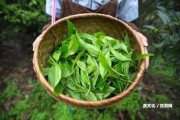 普洱茶種植的優(yōu)勢和劣勢，種植條件及前景分析