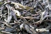 云南平西王府普洱茶古樹茶王及其價(jià)格