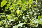 勐海裕福茶廠產(chǎn)品簡介