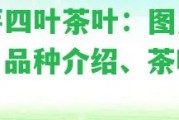 一芽四葉茶葉：圖片大全、品種介紹、茶葉知識