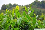 茉莉花茶具有益氣解郁的功效，黑茶減肥