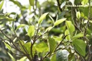 普洱竹子老樹茶——特點(diǎn)、山頭、熟普解析