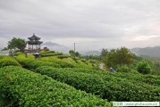 喝茶有助于消化，金山翠芽