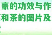 白豪豪的功效與作用、野菜和茶的圖片及治病功效