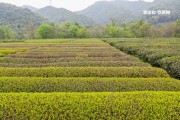 普洱龍潤茶2013熟茶價格表及2019年一斤價格