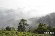 資深熟普洱茶加盟