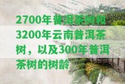 2700年普洱茶樹(shù)和3200年云南普洱茶樹(shù)，以及300年普洱茶樹(shù)的樹(shù)齡