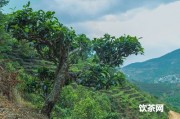 炒青綠茶溫度多少沖泡最好，炒青綠茶要洗茶嗎