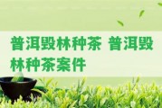 普洱毀林種茶 普洱毀林種茶案件